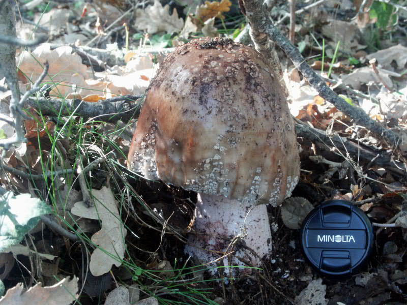 Strano autunno in sicilia